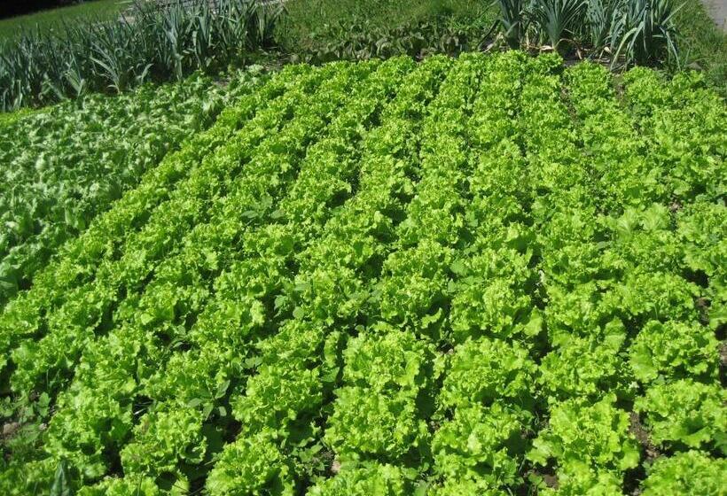 Hotel Aussersalfnerhof