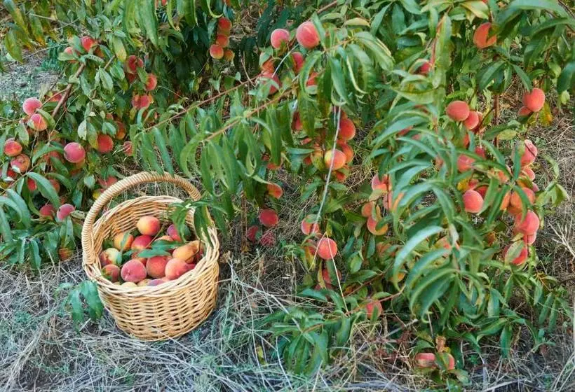 ホテル Burnside Organic Farm