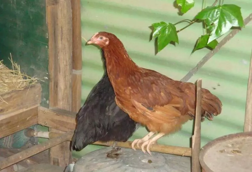 ペンション Southdown Stable