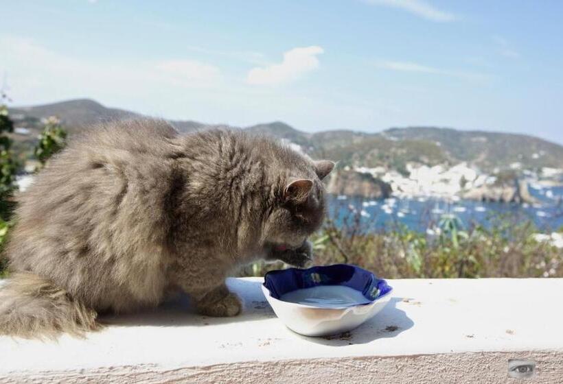 تختخواب و صبحانه Villa Pina