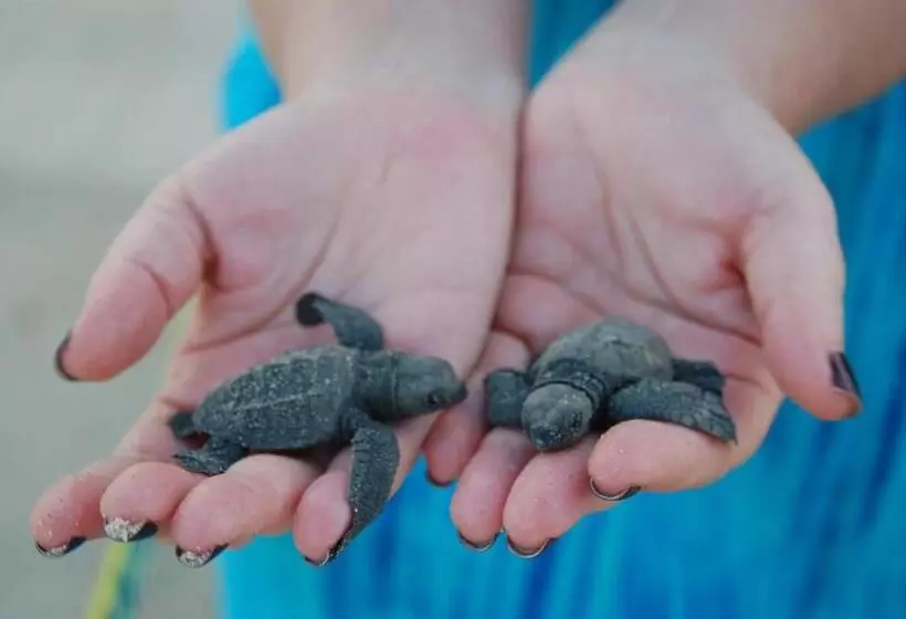 هتل Turtle Paradise