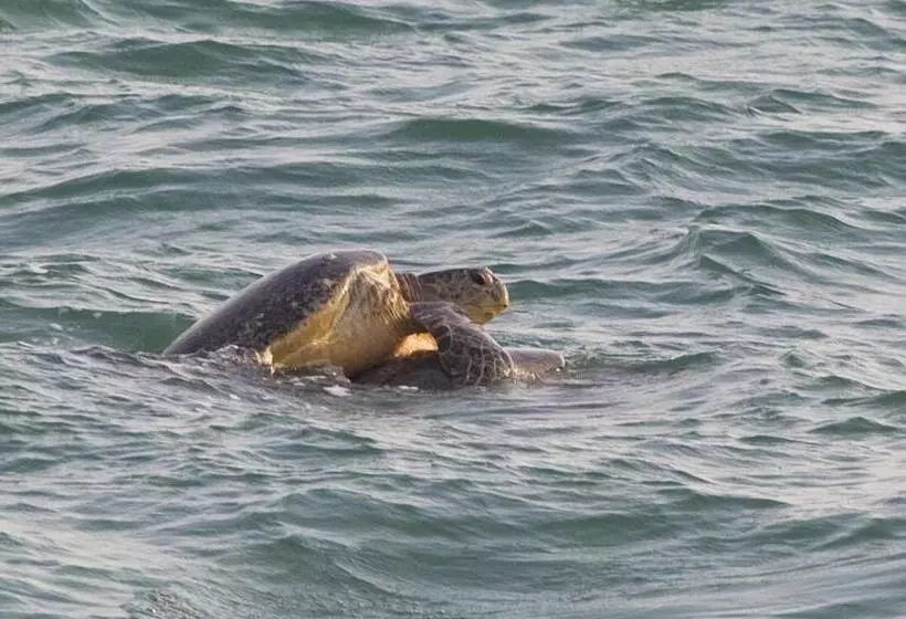 هتل Turtle Paradise