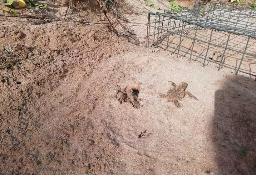 هتل Turtle Paradise