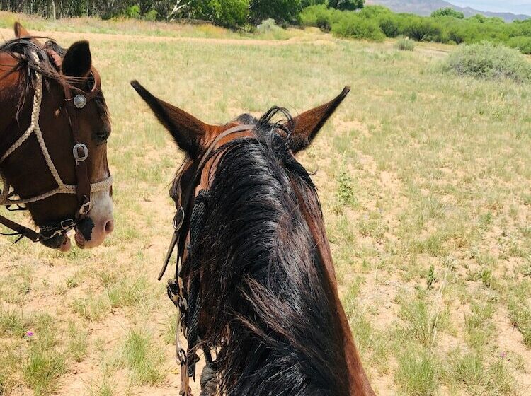Пансион Casa Dives Transylvania