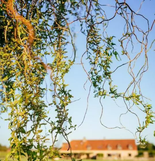 ベッドアンドブレックファースト Hoeve Roosbeek