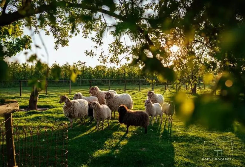 ベッドアンドブレックファースト Hoeve Roosbeek