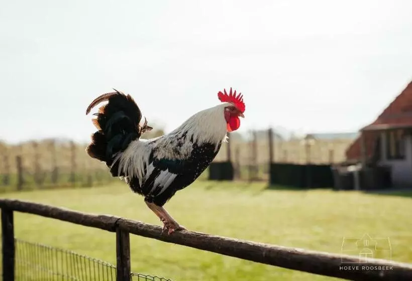 ベッドアンドブレックファースト Hoeve Roosbeek