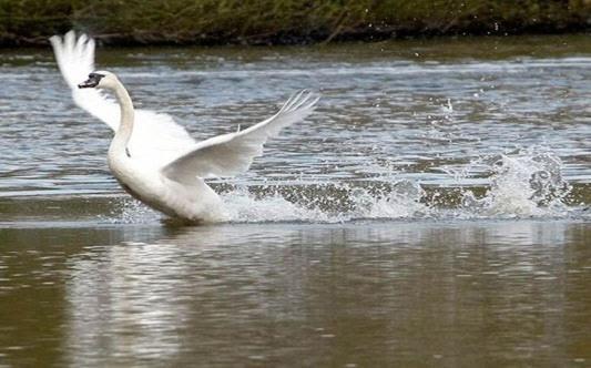 ペンション Complex Domneasca