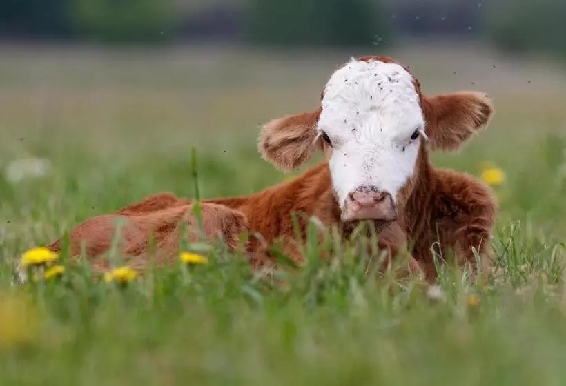 ペンション Land Gut Berlinchen