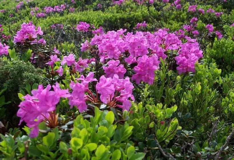 Pensiunea Poiana Soarelui