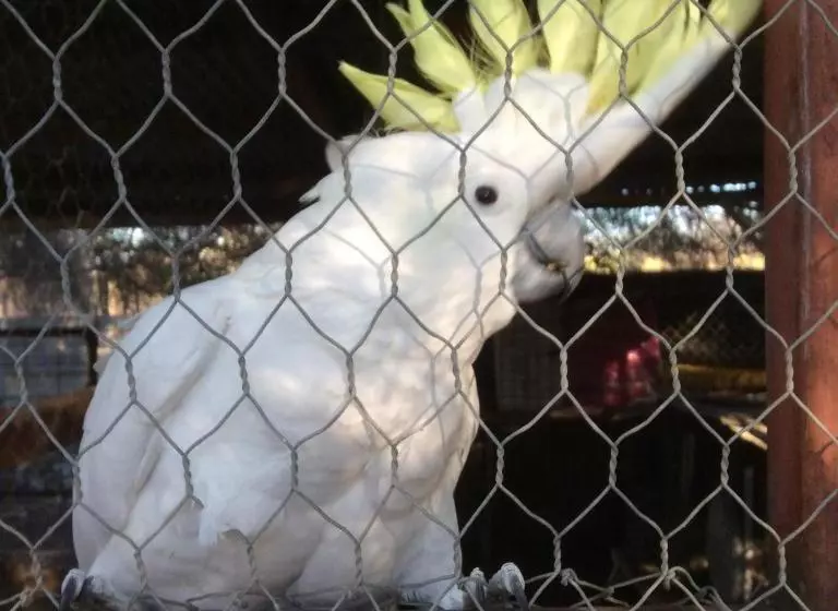 Aamiaismajoitus (B&B) Corella Creek Country Farm Stay