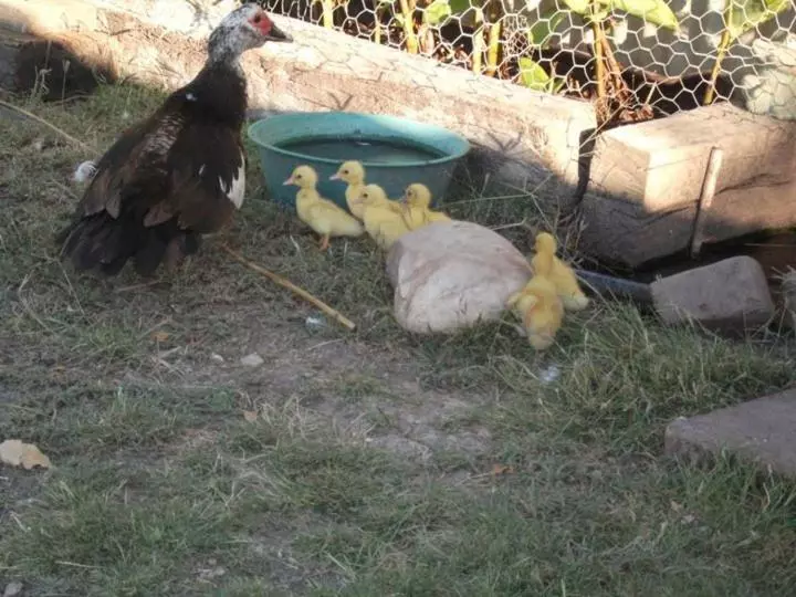 Aamiaismajoitus (B&B) Corella Creek Country Farm Stay