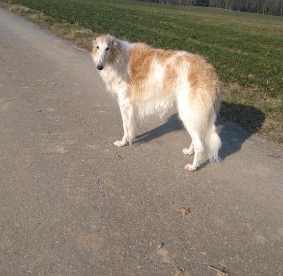 민박 Swiss Borzoi House
