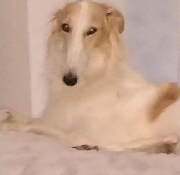 민박 Swiss Borzoi House