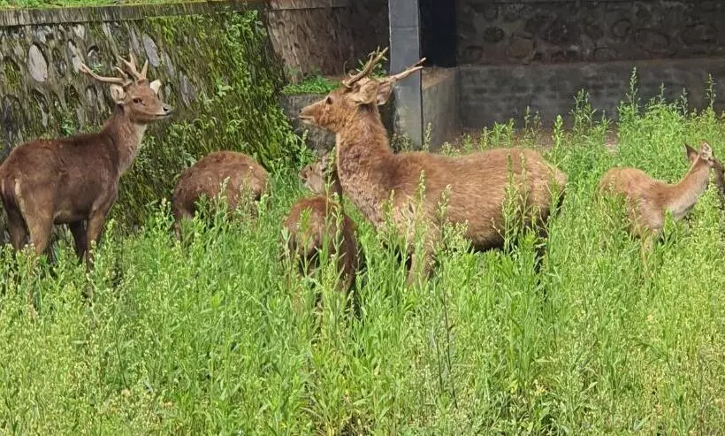 Nusantara Hotel Sembalun