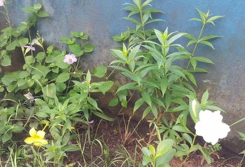 ユースホステル Tourist Center Of  Tours Of Panamá