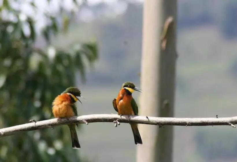 پانسیون Amasiko Homestay Lake Bunyonyi