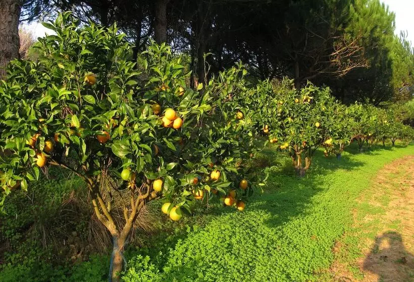 Aamiaismajoitus (B&B) Quinta Raposeiros