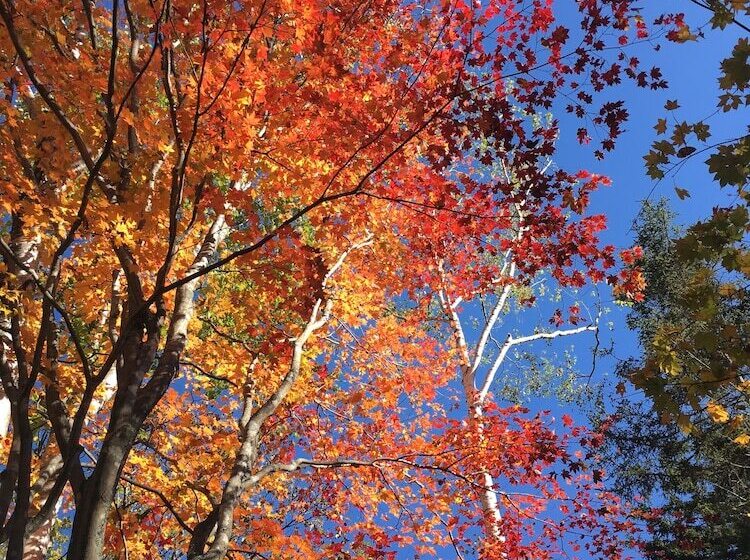 בית מלון כפרי Wakkanupuri