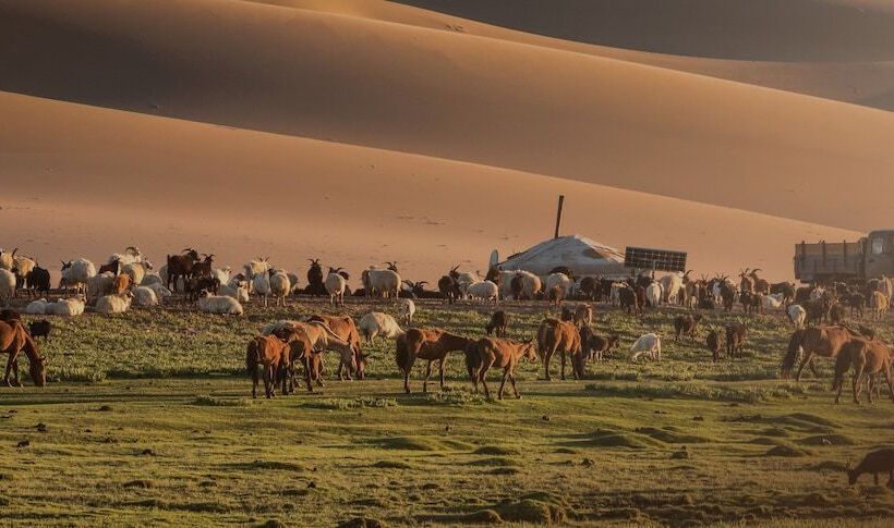 Mongolian Vision Tours   Hostel