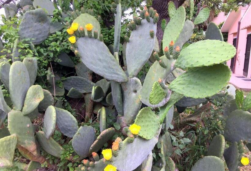 ペンション Affittacamere Anselmi Sauro