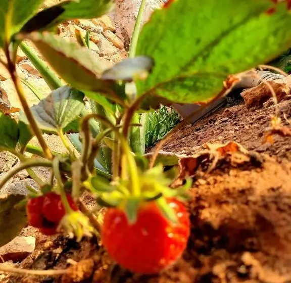 Majatalo Agriturismo El Bounty