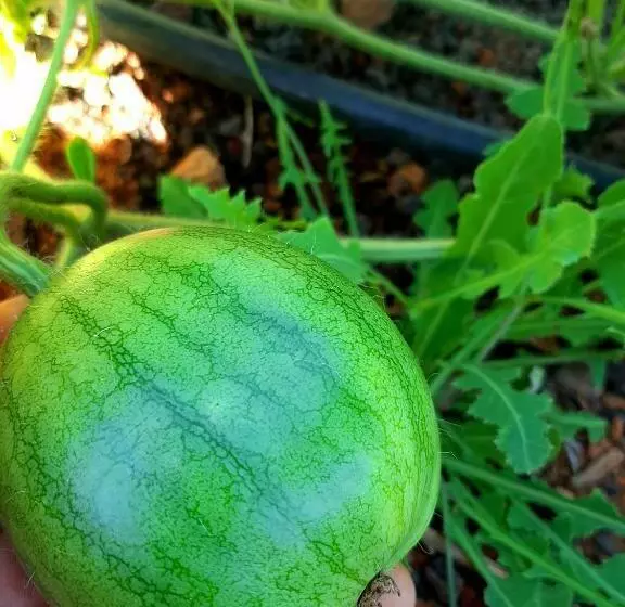 Majatalo Agriturismo El Bounty