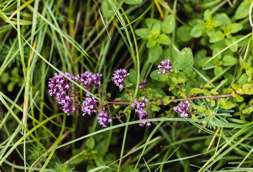 Odelya Hotel & Naturgarten Basel City