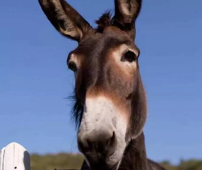 پانسیون Ca La Somara