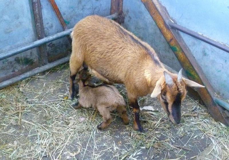 Agriturismo Agrifoglio