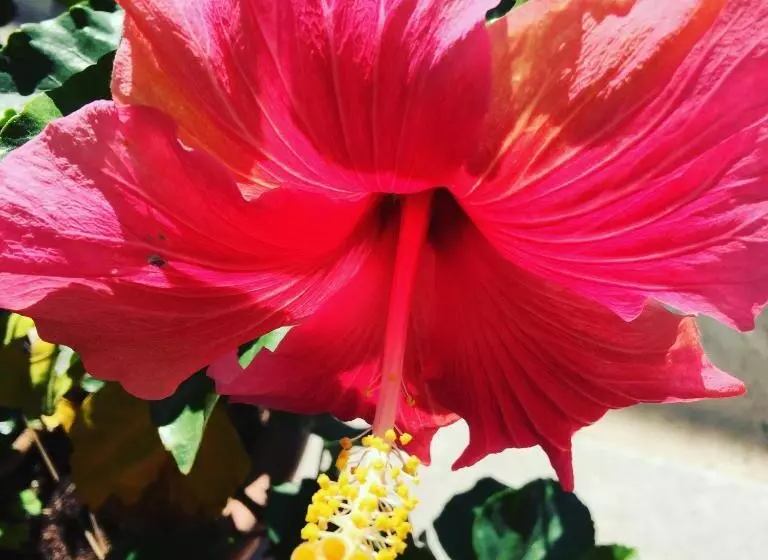 Majatalo Relais Villa Italia