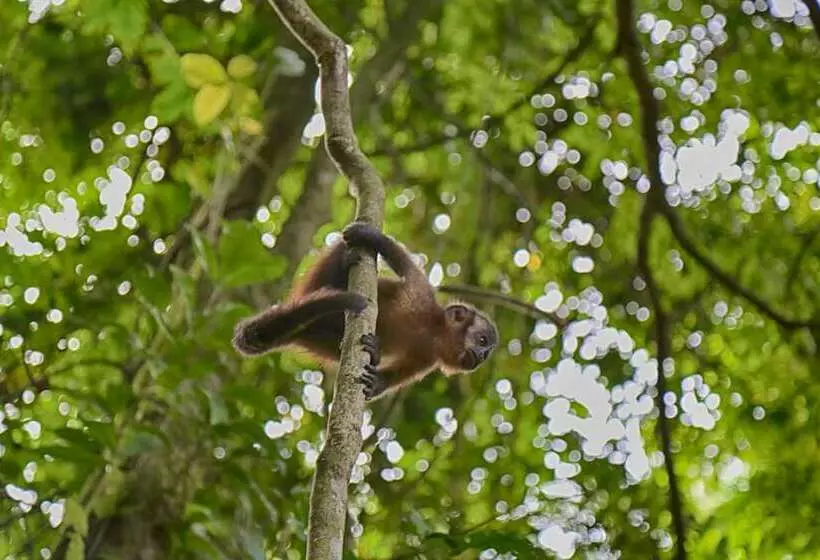 ホテル Ecoamazonia Lodge