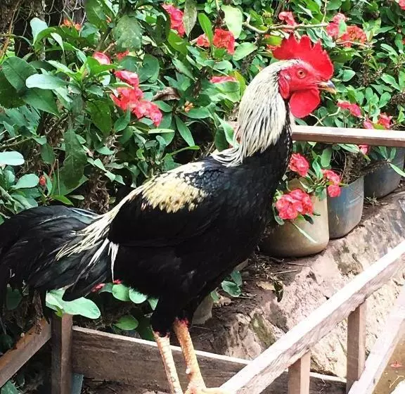 ベッドアンドブレックファースト Sunset Bungalows & Gh