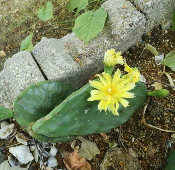 펜션 Bungalows St. Nicola