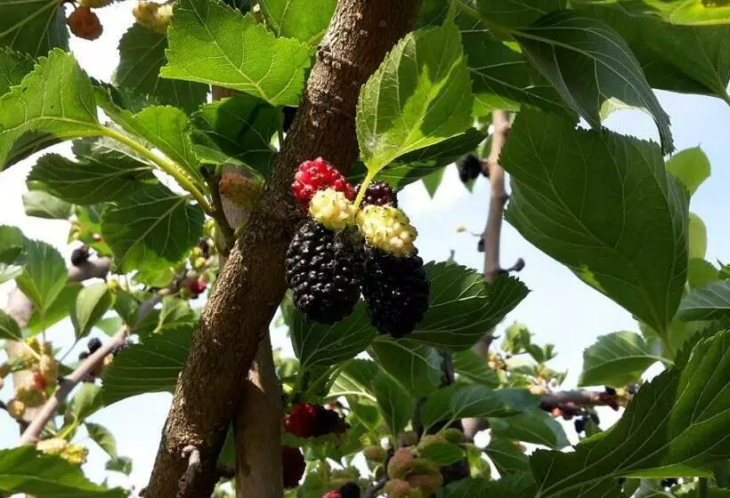 هتل Agriturismo Cascina Aurora