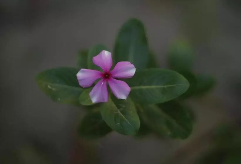 ペンション Pousada Da Praia Caraiva