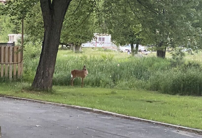 汽车旅馆  North Bay Inn