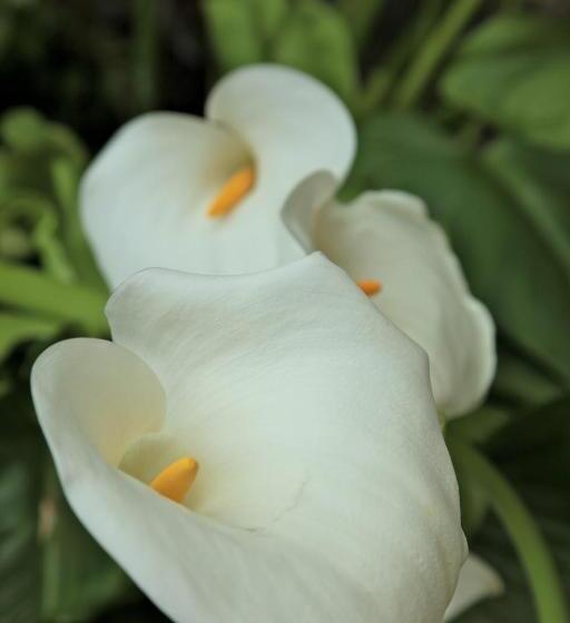 ホテル Albergo Degli Amici