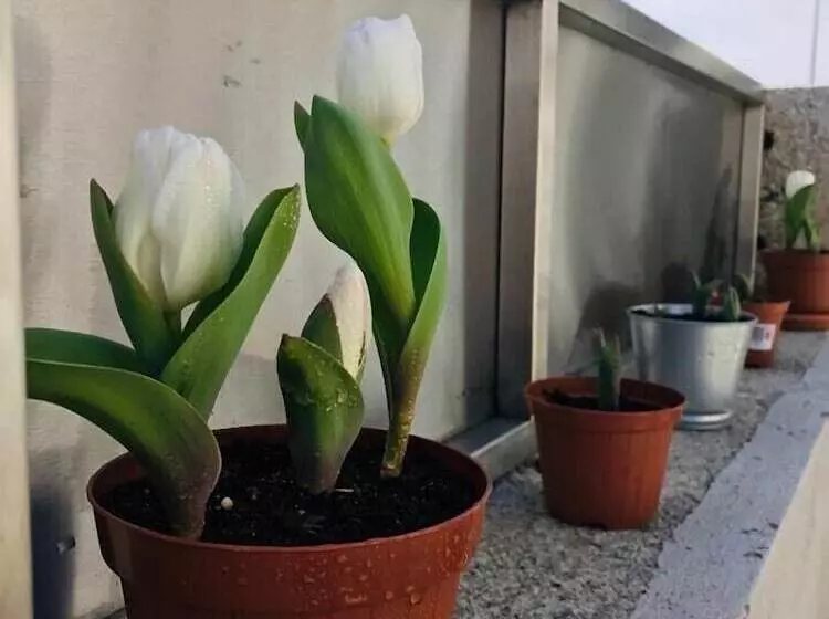 ペンション Boavista Villa Guesthouse