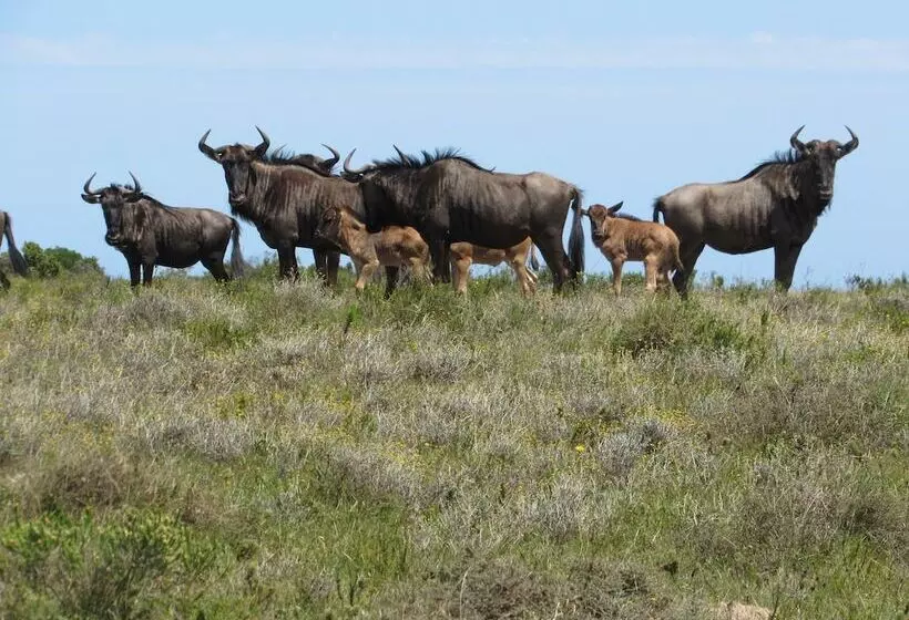 Hotelli Pomeroy Lodges