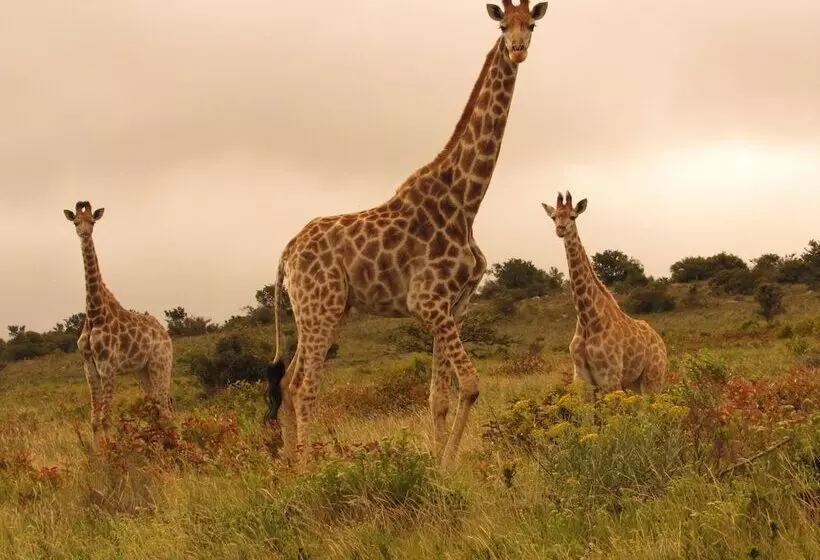 Hotelli Pomeroy Lodges