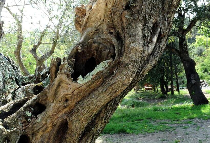 Le Mas Des Colombes Chambres D Hôtes B&b & Spa