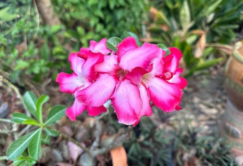 בית מלון כפרי Damnoen Care Resort