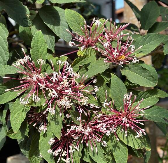 בית מלון כפרי Damnoen Care Resort