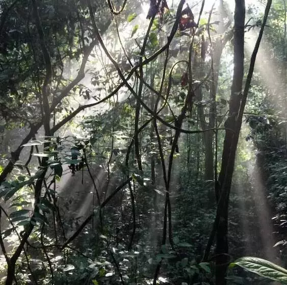 Aamiaismajoitus (B&B) Green Lodge Tangkahan