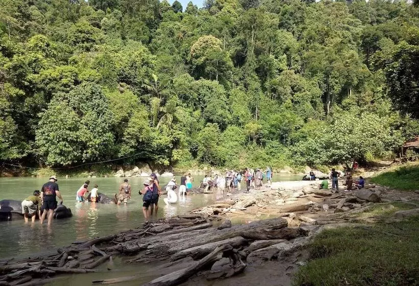 Aamiaismajoitus (B&B) Green Lodge Tangkahan