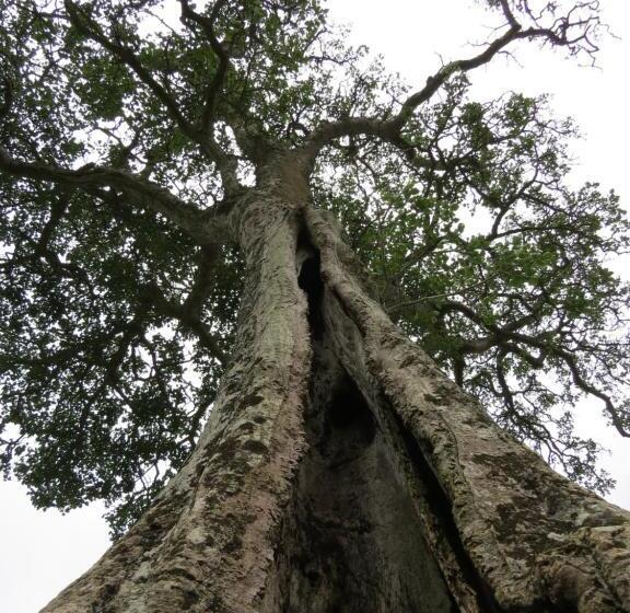 酒店 Burlington Bush Cottages By The Oyster Collection