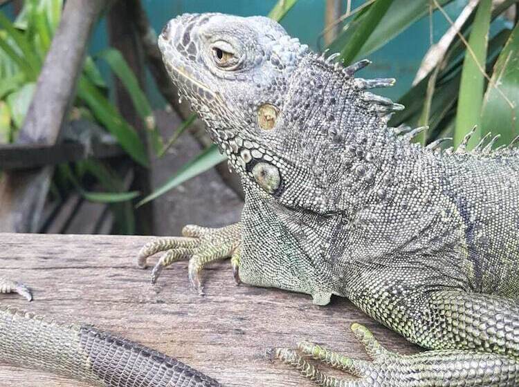 هتل Calico Jack S Village