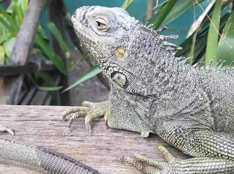 Hotelli Calico Jack S Village