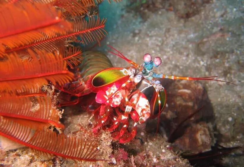 Hotelli Coral Divers